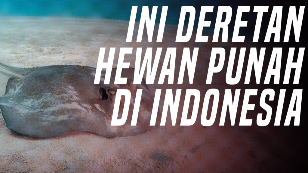 Ikan Pari Jawa Punah Ini Deretan Hewan Punah Di Indonesia Verona